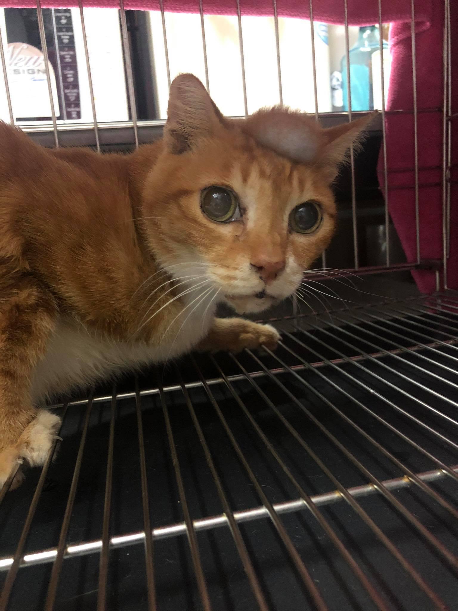 日前,動保團體「毛孩守護者」(下稱:毛守)收到市民求助,指堅尼地城山邊有一隻橘貓,頭頂長了一個圓滾滾的腫瘤,希望毛守能夠施以援手。(facebook圖片:毛孩守護者) 日前,動保團體「毛孩守護者」(下稱:毛守)收到市民求助,指堅尼地城山邊有一隻橘貓,頭頂長了一個圓滾滾的腫瘤,希望毛守能夠施以援手。(facebook圖片:毛孩守護者)