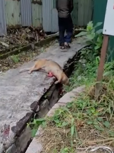 高小姐一邊喝止、一邊追上前,終把狗內臟取回,(受訪者提供) 高小姐一邊喝止、一邊追上前,終把狗內臟取回,(受訪者提供)