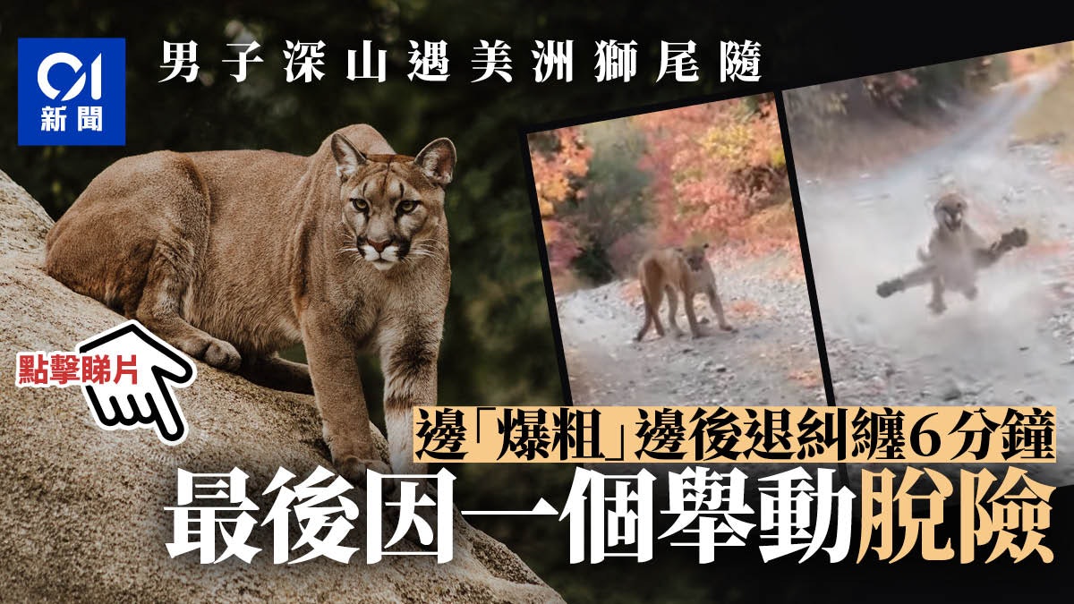 美國男子山中遇上美洲獅尾隨不捨最終因一招成功脫險 香港01 世界專題 美國男子山中遇上美洲獅尾隨不捨最終因一招成功脫險 香港01 世界專題