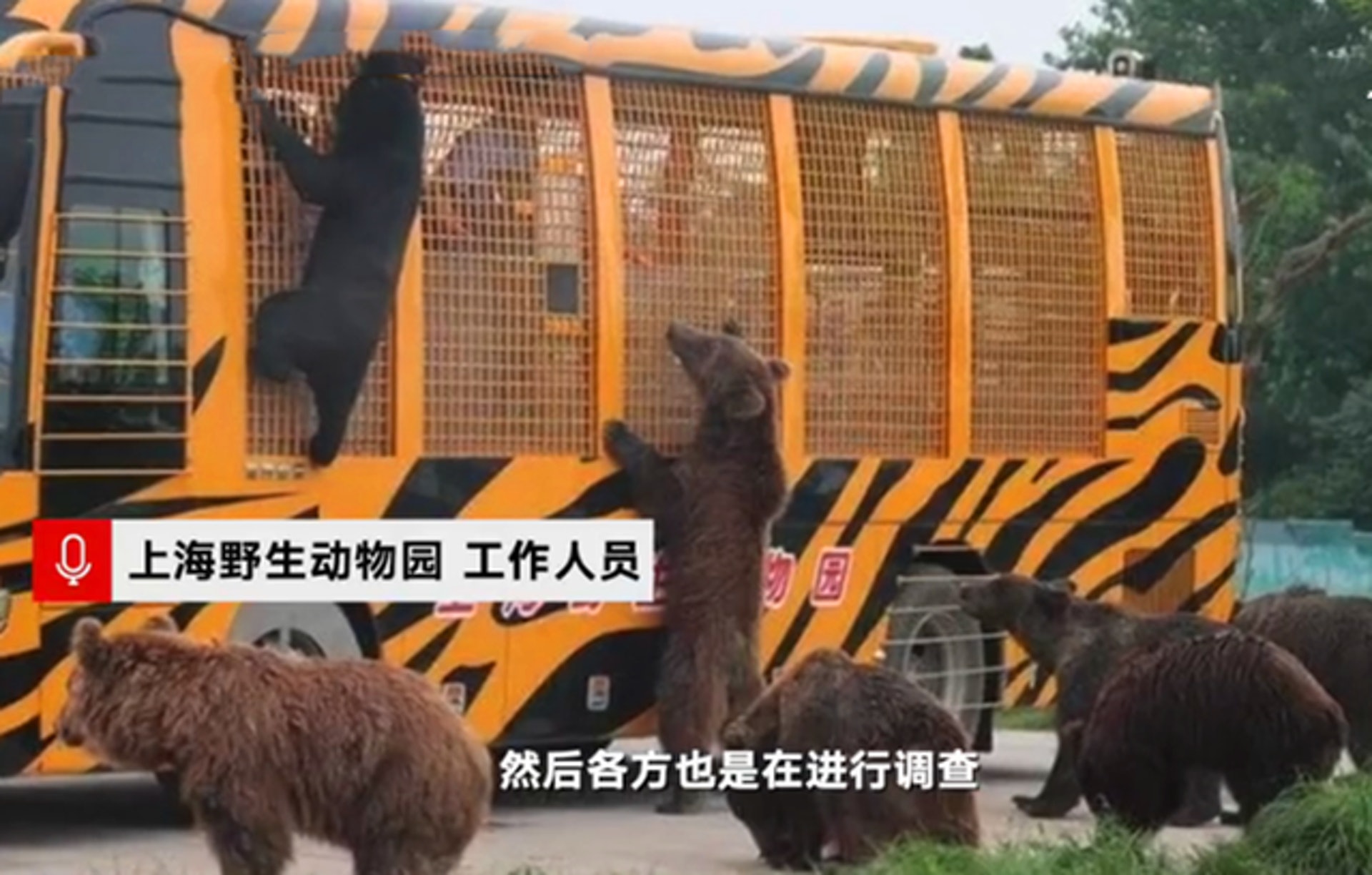 上海野生動物園飼養的熊群。(影片截圖) 上海野生動物園飼養的熊群。(影片截圖)