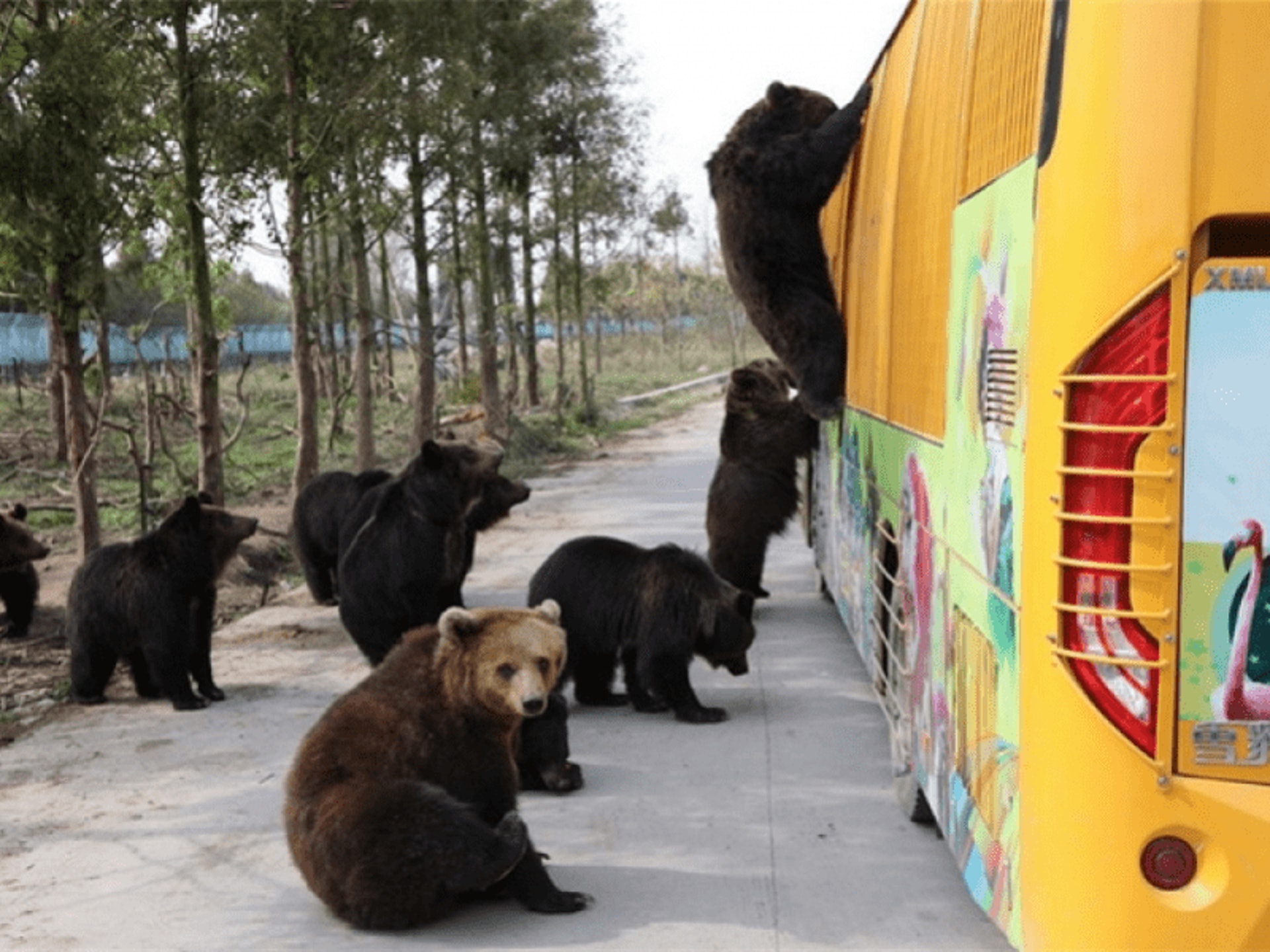 上海野生動物園飼養的熊群。(網絡圖片) 上海野生動物園飼養的熊群。(網絡圖片)