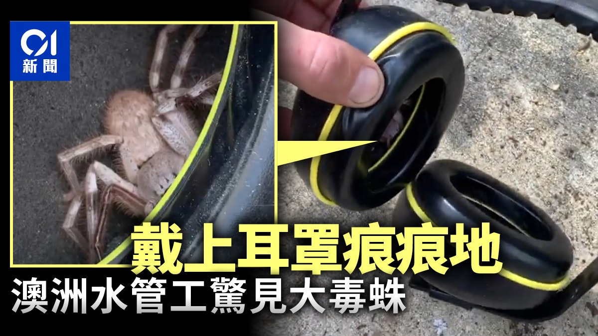 澳洲男戴耳罩覺得被搔癢摘下驚見內藏巨型毒蜘蛛 澳洲男戴耳罩覺得被搔癢摘下驚見內藏巨型毒蜘蛛