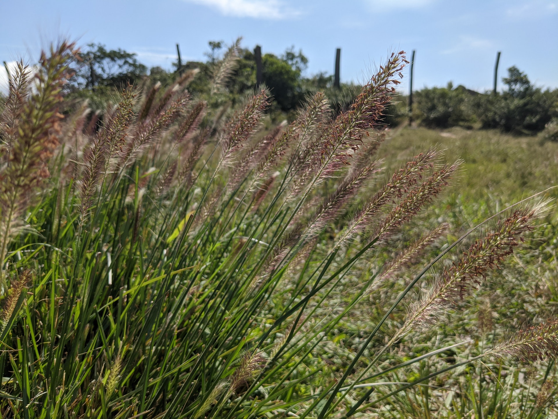 未見芒草，先有狗尾草迎接大家。（李琬瑩攝）