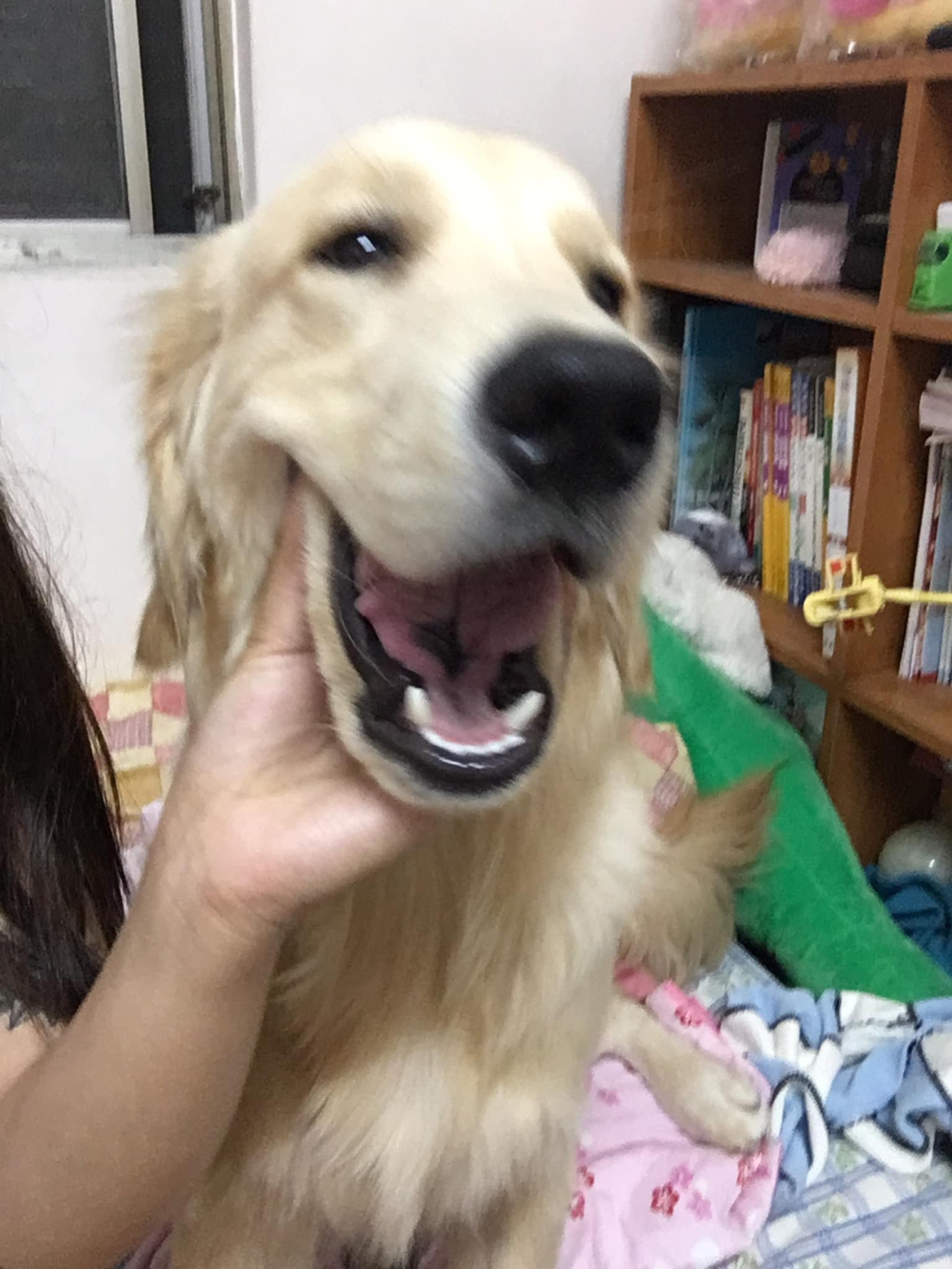 金毛尋回犬 嫲嫲曾說不許養狗結局逆轉親孫女求饒 我怕被棄養 香港01 寵物 金毛尋回犬 嫲嫲曾說不許養狗結局逆轉親孫女求饒 我怕被棄養 香港01 寵物