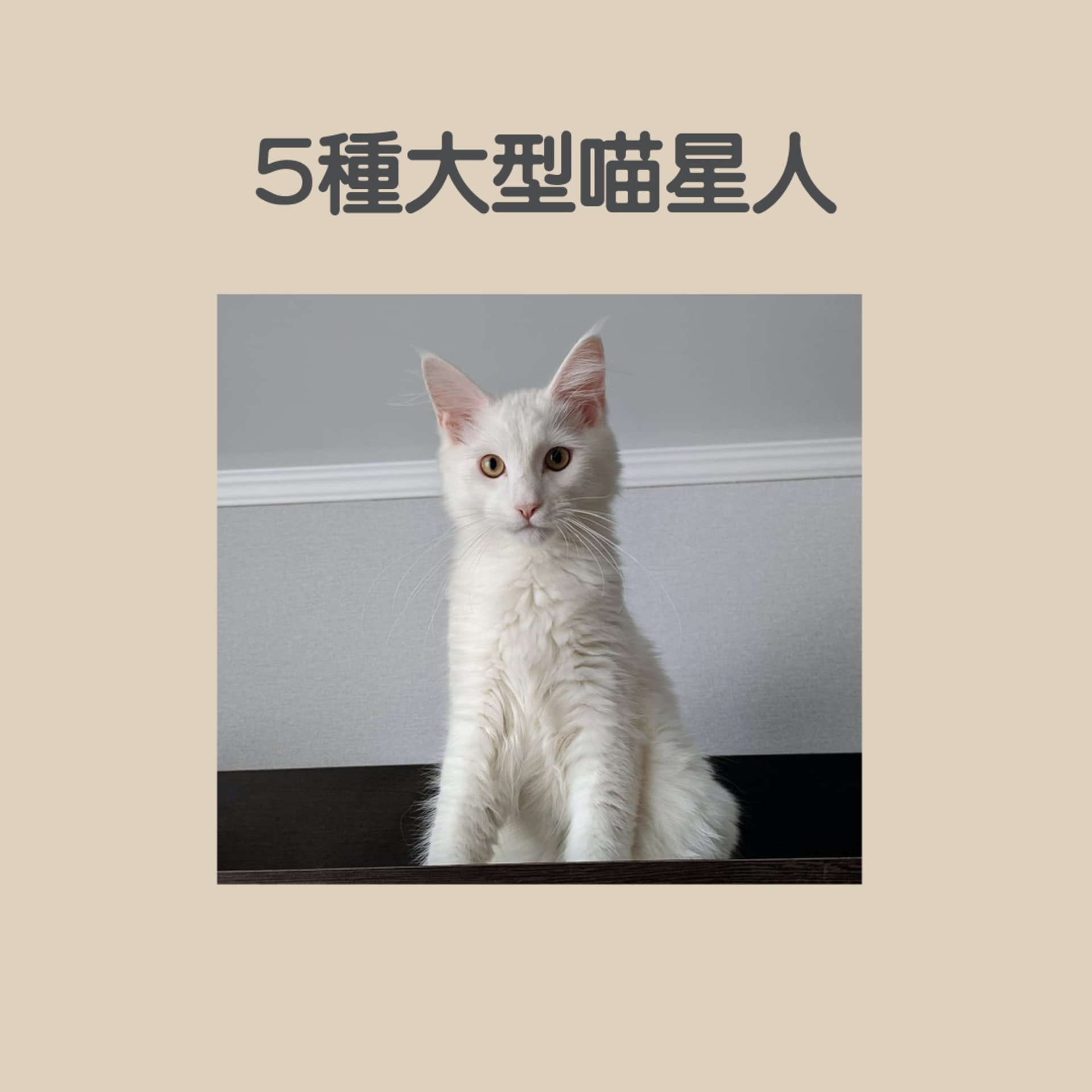 5種大型喵星人(01製圖,IG@black_and_white_mainecoon) 5種大型喵星人(01製圖,IG@black_and_white_mainecoon)