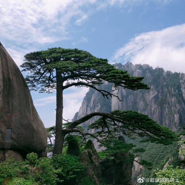 黃山古樹迎客松是膠樹 網傳正版死於乾隆年代景區兩大字回應