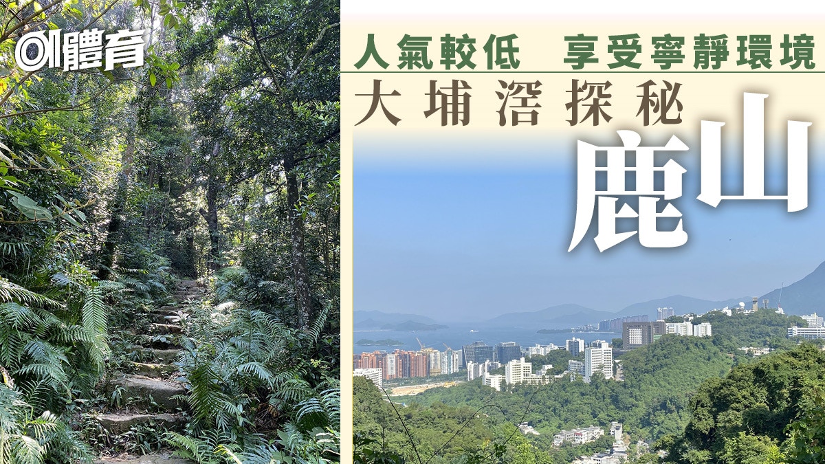 冷門行山路線 大埔滘黃路接小徑登鹿山林蔭處處不怕太陽曬 香港01 即時體育