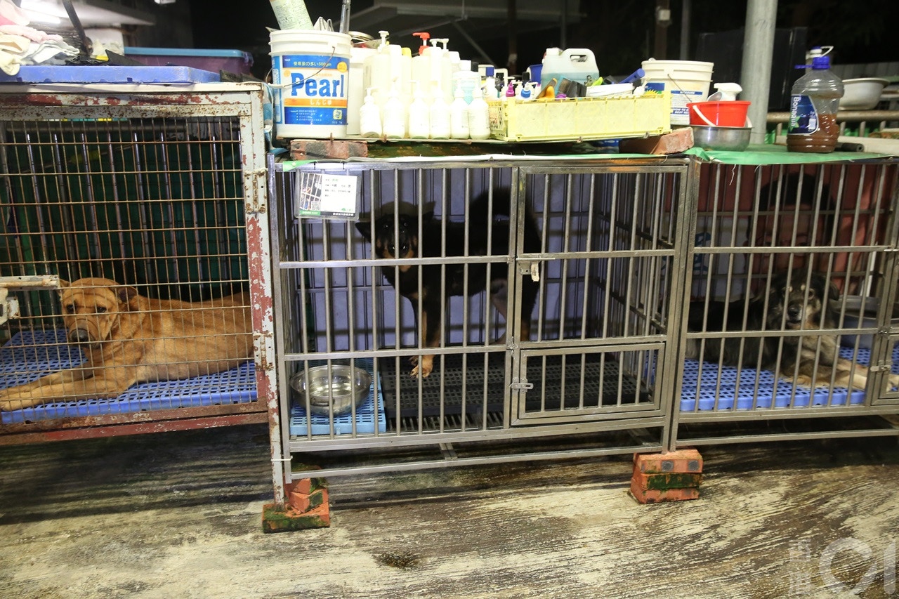 場內收容了約150隻狗及30隻貓。(陳永武攝) 場內收容了約150隻狗及30隻貓。(陳永武攝)