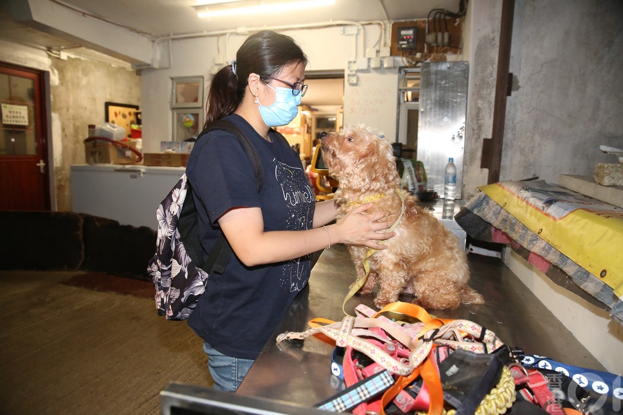 場內收容了約150隻狗及30隻貓。(陳永武攝) 場內收容了約150隻狗及30隻貓。(陳永武攝)
