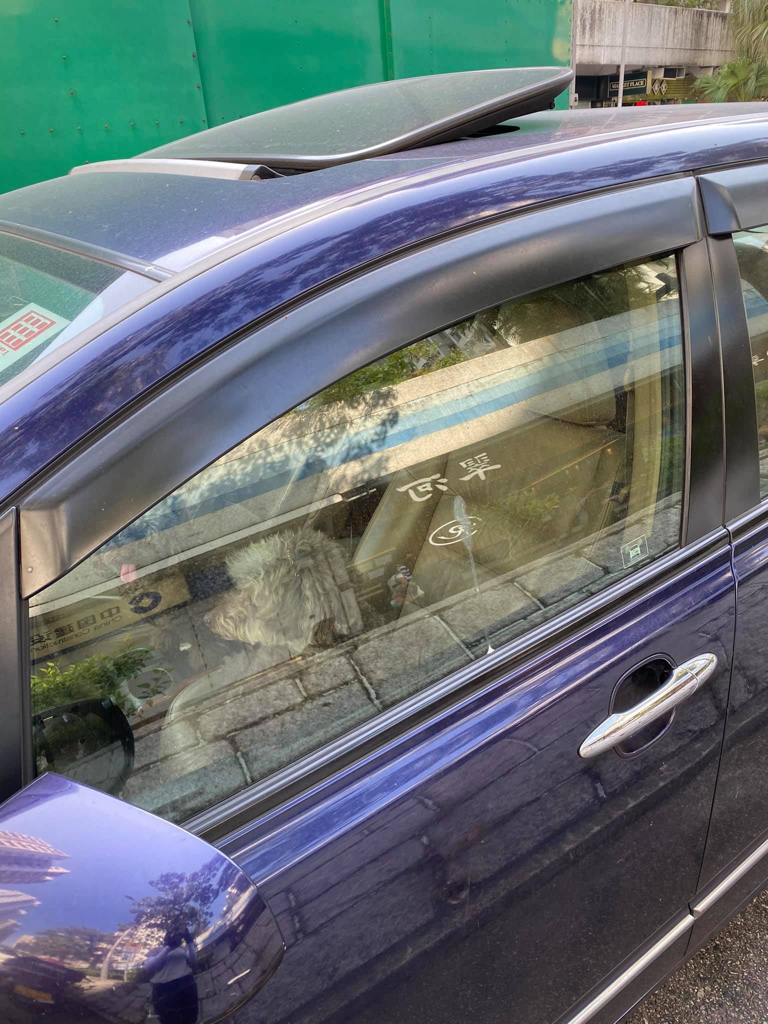 事發時車上有3隻狗狗,車主只是打開了少少天窗。(網民Beta Lee圖片) 事發時車上有3隻狗狗,車主只是打開了少少天窗。(網民Beta Lee圖片)