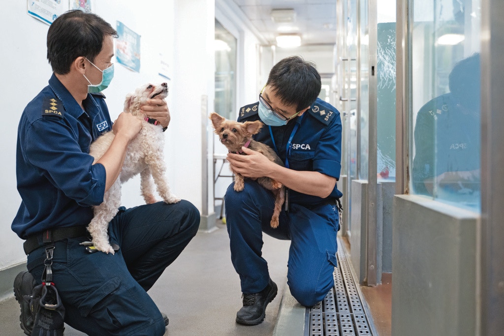 拯救隊總督察梁兆麟強調,每次拯救行動都從動物的角度出發,許多被拯救的動物都是原地放回,不會替牠們勉強找一個家。(鄭子峰攝) 拯救隊總督察梁兆麟強調,每次拯救行動都從動物的角度出發,許多被拯救的動物都是原地放回,不會替牠們勉強找一個家。(鄭子峰攝)