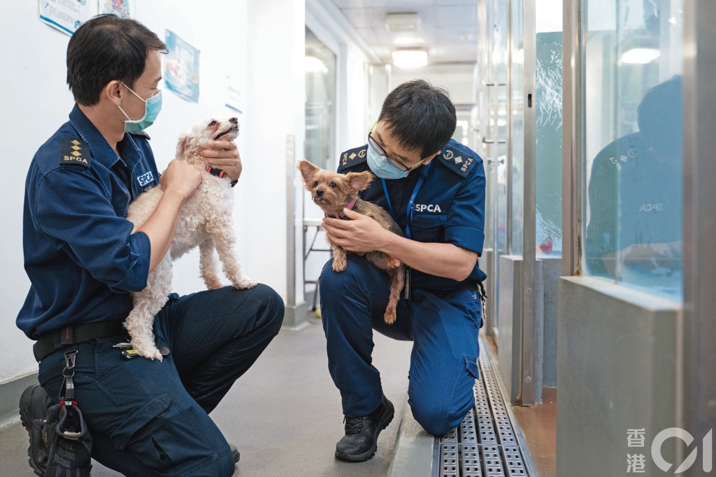 不少主人被輕判或未被起訴後都有機會接回寵物,在拯救隊看來,便應該為寵物另找一個更合適的家庭。(鄭子峰攝) 不少主人被輕判或未被起訴後都有機會接回寵物,在拯救隊看來,便應該為寵物另找一個更合適的家庭。(鄭子峰攝)