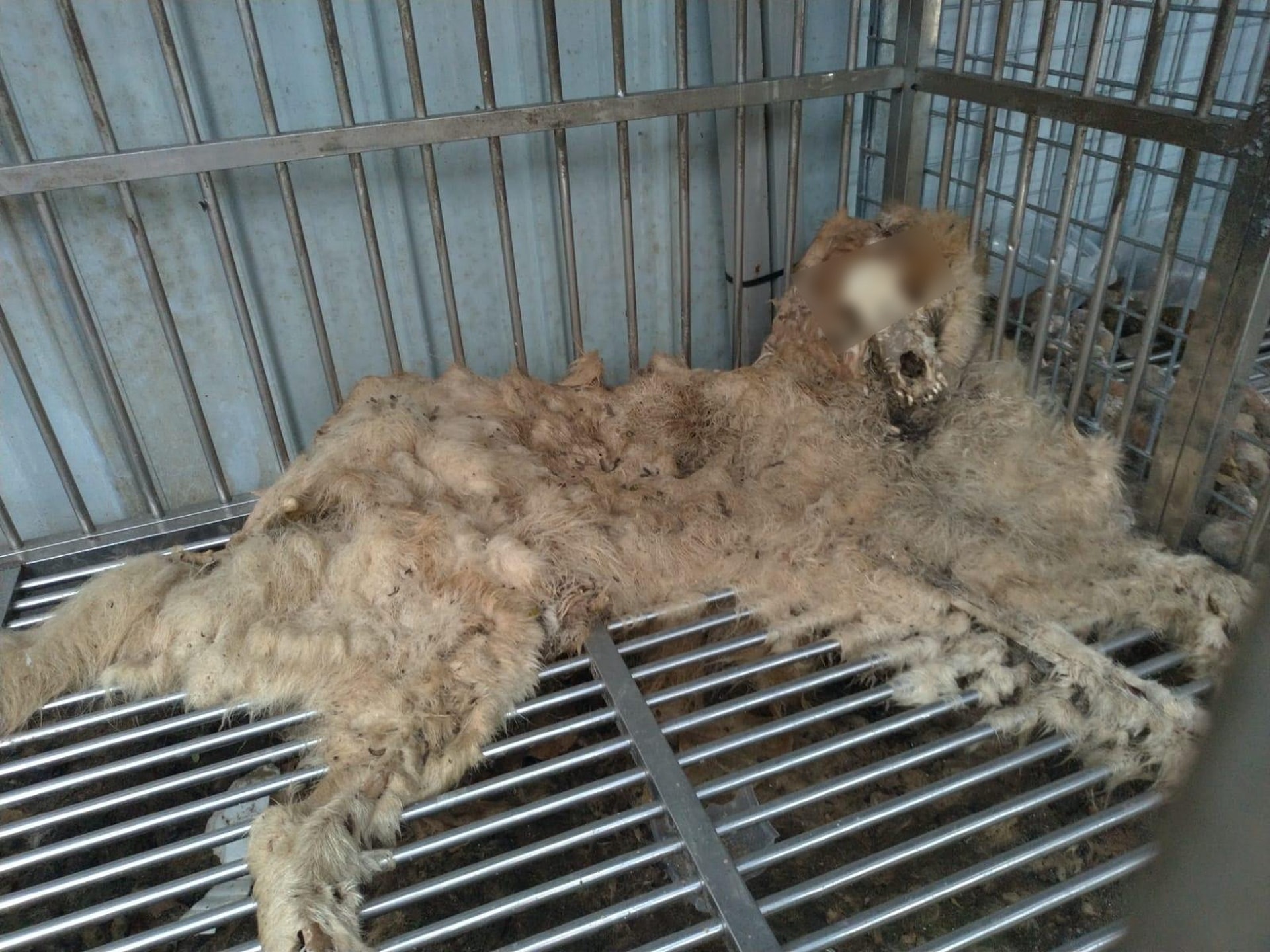 「浪舍」處處都是動物屍體,猶如亂葬崗,有狗隻屍體已化掉,只剩骨與皮毛。(香港動物報) 「浪舍」處處都是動物屍體,猶如亂葬崗,有狗隻屍體已化掉,只剩骨與皮毛。(香港動物報)