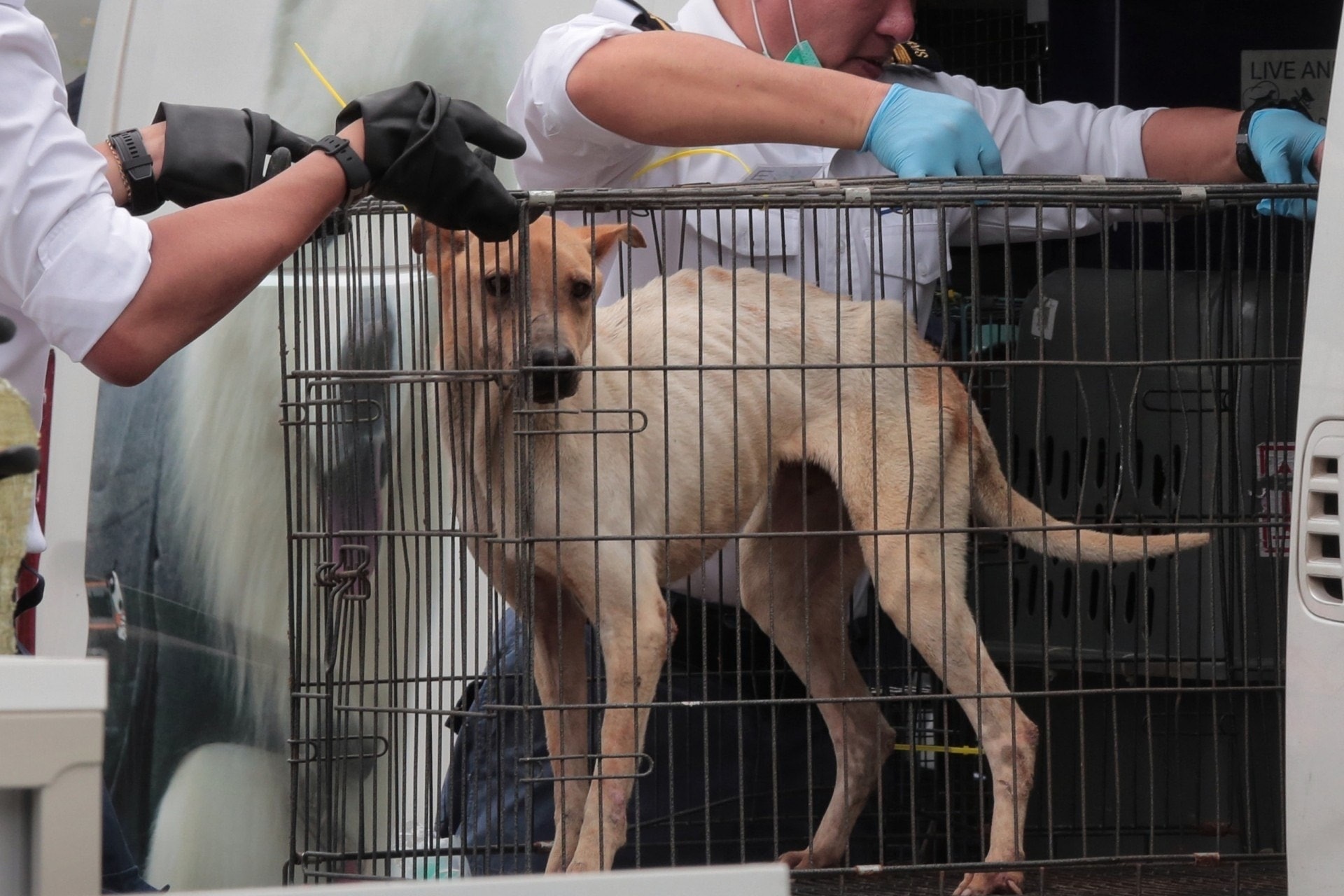 「浪舍」虐畜事件:有被救起的倖存狗隻骨瘦如柴。(資料圖片/梁銘康攝) 「浪舍」虐畜事件:有被救起的倖存狗隻骨瘦如柴。(資料圖片/梁銘康攝)