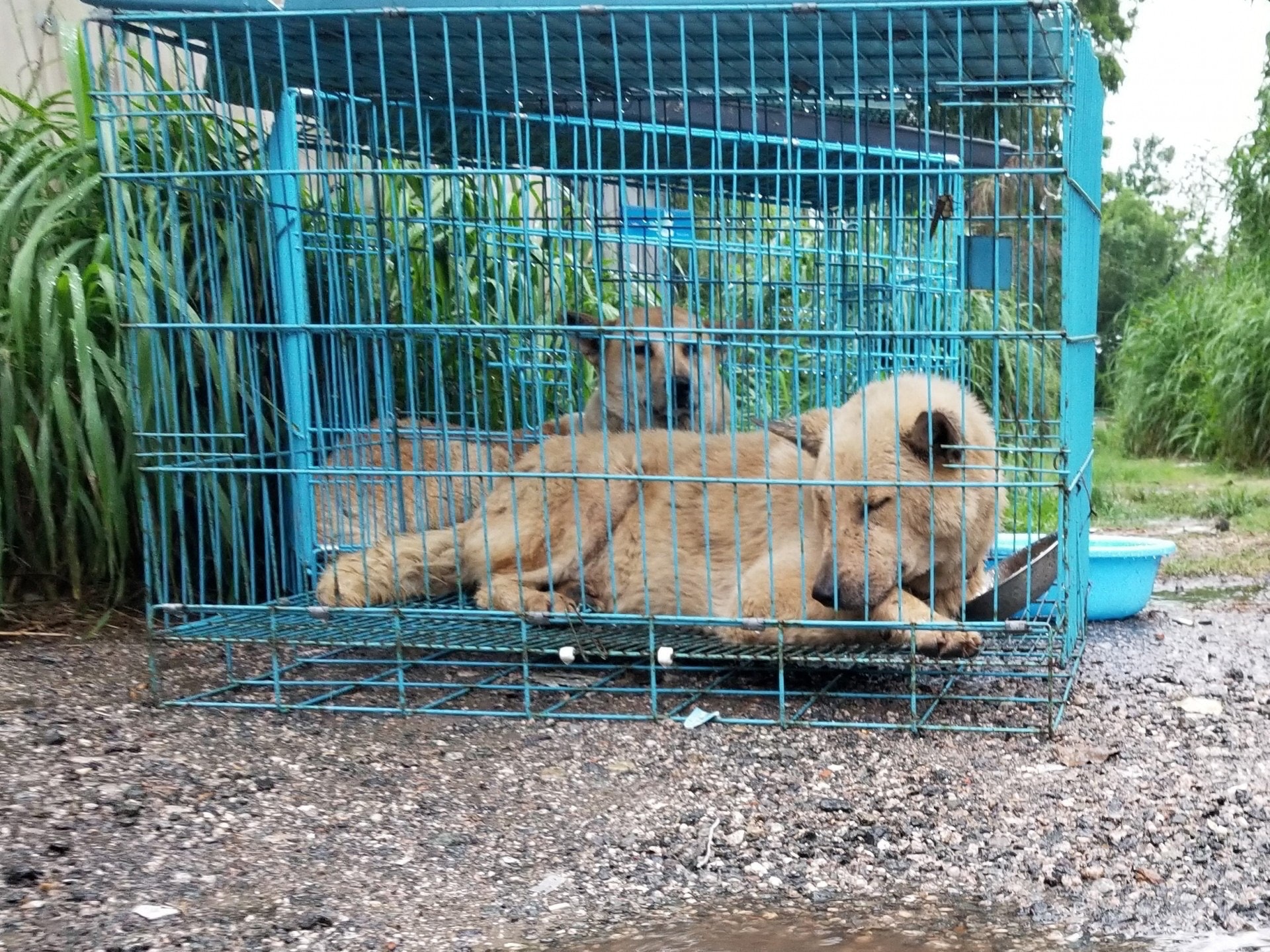 「浪舍」虐畜事件:倖存狗隻大部分缺水缺糧,健康狀況不佳。(資料圖片/梁銘康攝) 「浪舍」虐畜事件:倖存狗隻大部分缺水缺糧,健康狀況不佳。(資料圖片/梁銘康攝)