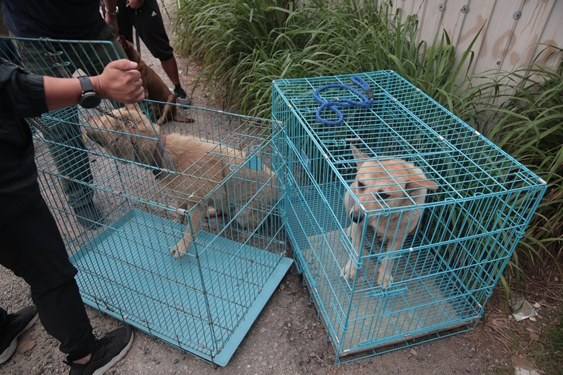 「浪舍」虐畜事件:倖存狗隻大部分缺水缺糧,健康狀況不佳。(資料圖片/梁銘康攝) 「浪舍」虐畜事件:倖存狗隻大部分缺水缺糧,健康狀況不佳。(資料圖片/梁銘康攝)