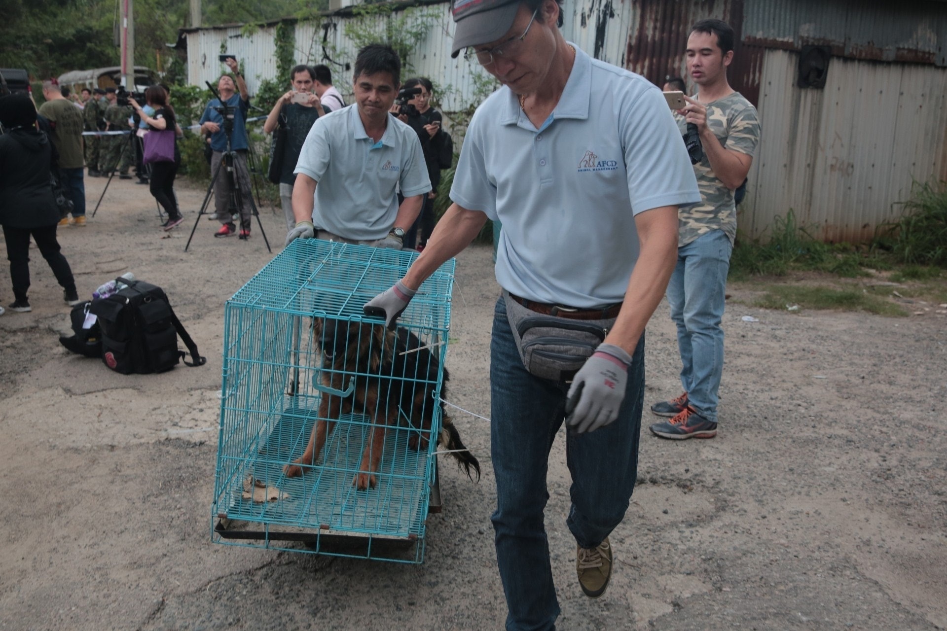 「浪舍」虐畜事件:部份倖存狗隻由漁護署人員帶走。(資料圖片/梁銘康攝) 「浪舍」虐畜事件:部份倖存狗隻由漁護署人員帶走。(資料圖片/梁銘康攝)