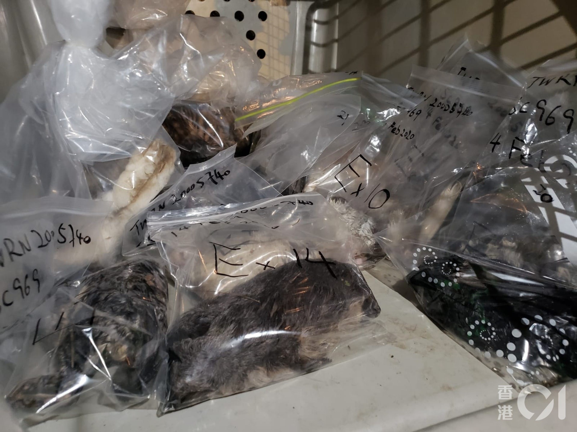 今年2月14日情人節,深井豪景花園五樓一單位內30隻寵物,包括貓、兔、倉鼠、龍貓及鸚鵡等被2名男子殘忍掟落街,造成18死12傷。(資料圖片) 今年2月14日情人節,深井豪景花園五樓一單位內30隻寵物,包括貓、兔、倉鼠、龍貓及鸚鵡等被2名男子殘忍掟落街,造成18死12傷。(資料圖片)