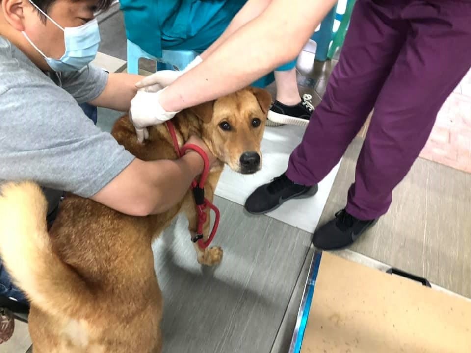 毛守在社交平台表示,因前線義工僅此兩人,故此救援工作需停止一星期。(Facebook@毛孩守護者) 毛守在社交平台表示,因前線義工僅此兩人,故此救援工作需停止一星期。(Facebook@毛孩守護者)