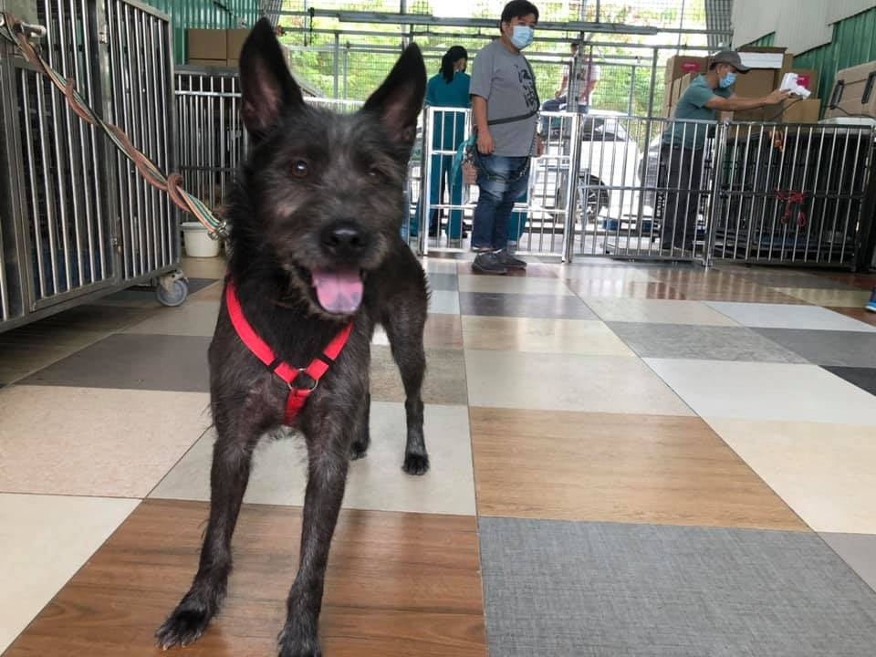 當中一隻狗狗「黑仔」性格比較緊張,打針時因為太害怕而反抗咬傷Kent的左手,傷及筋骨及韌帶。(示意圖/Facebook@毛孩守護者) 當中一隻狗狗「黑仔」性格比較緊張,打針時因為太害怕而反抗咬傷Kent的左手,傷及筋骨及韌帶。(示意圖/Facebook@毛孩守護者)