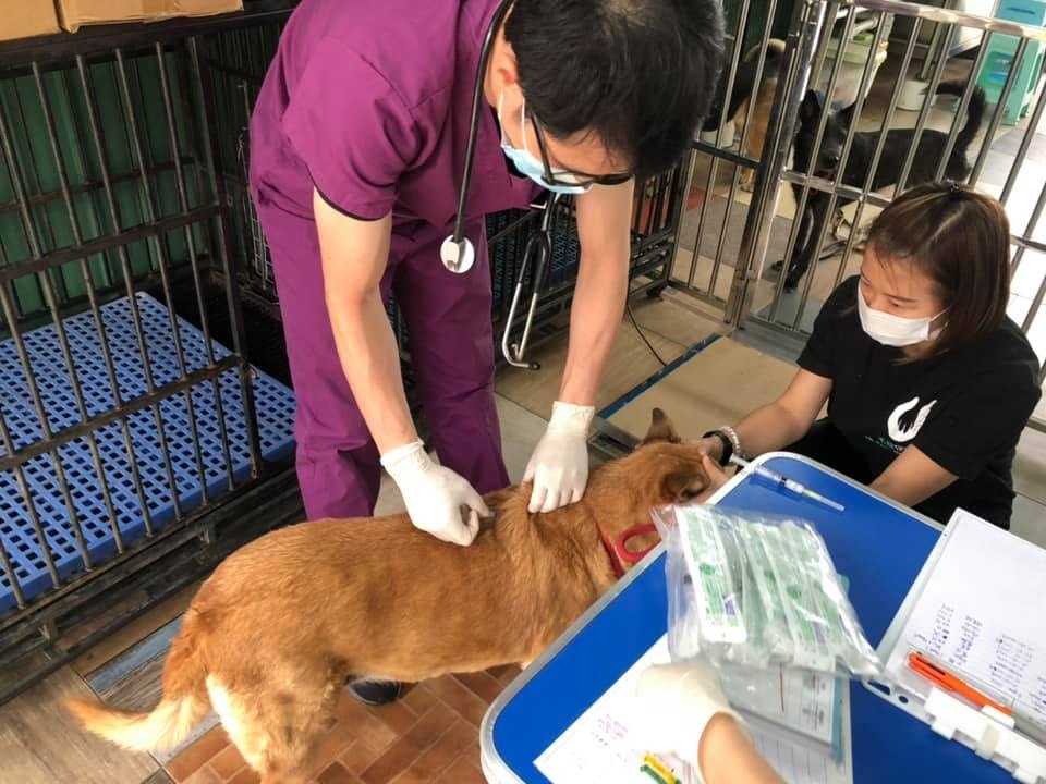 毛孩守護者創辨人Kent表示,上星期是毛孩守護者一年一度打防疫針的日子,當日有大量狗狗需要打針,惟大部份狗隻皆是流浪狗,本身不親人,亦非常細膽。(Facebook@毛孩守護者) 毛孩守護者創辨人Kent表示,上星期是毛孩守護者一年一度打防疫針的日子,當日有大量狗狗需要打針,惟大部份狗隻皆是流浪狗,本身不親人,亦非常細膽。(Facebook@毛孩守護者)