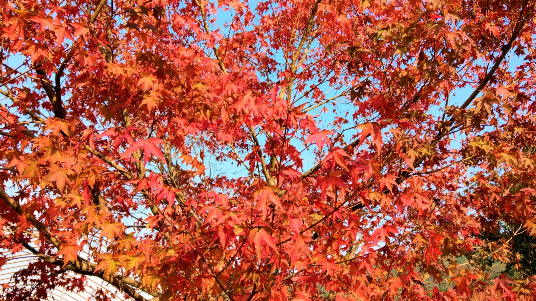 日本旅行 岡山隱世賞紅葉秘點奥津渓之深山紅葉 香港01 旅遊