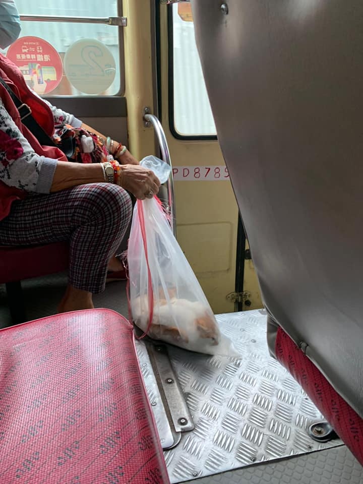 網民朋友發現婆婆用膠袋裝起3隻貓。(facebook圖片:貓貓狗狗保護及領養區(香港)) 網民朋友發現婆婆用膠袋裝起3隻貓。(facebook圖片:貓貓狗狗保護及領養區(香港))
