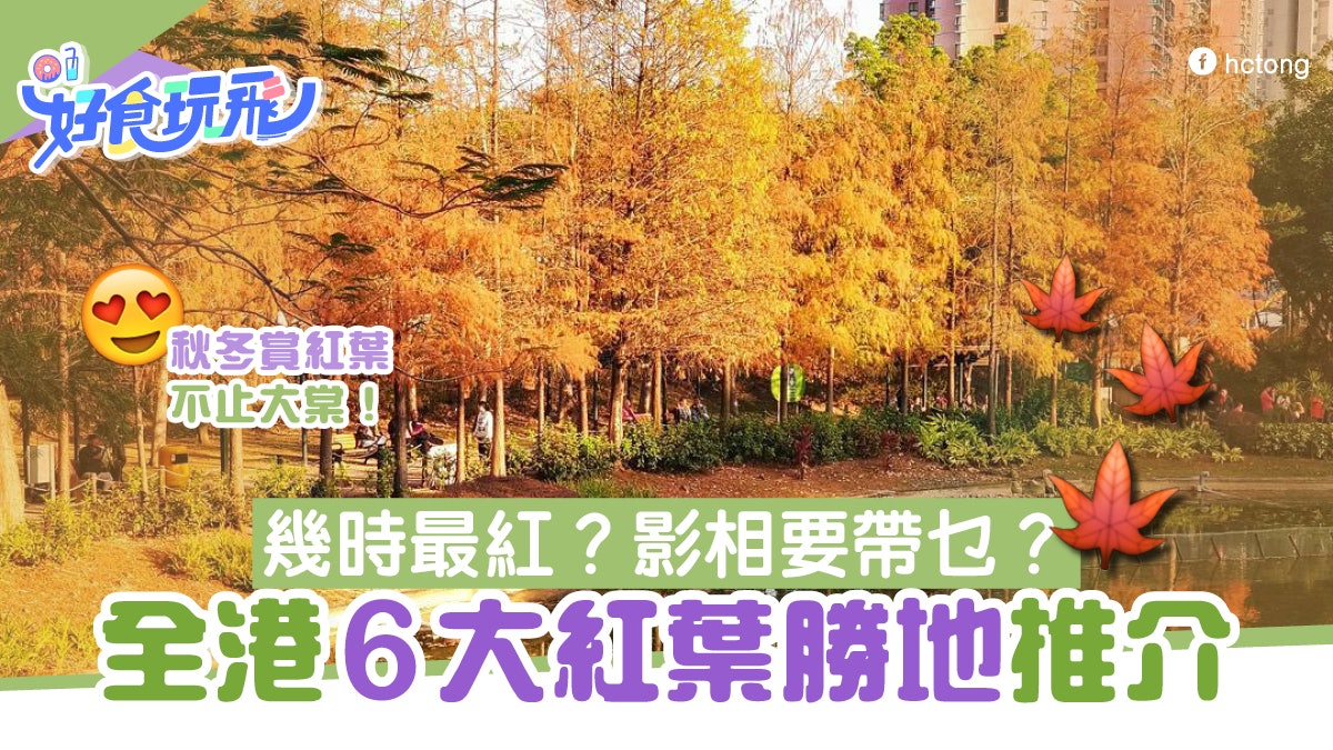 香港紅葉 大棠 城門水塘6大打卡好去處青衣公園睇落羽松