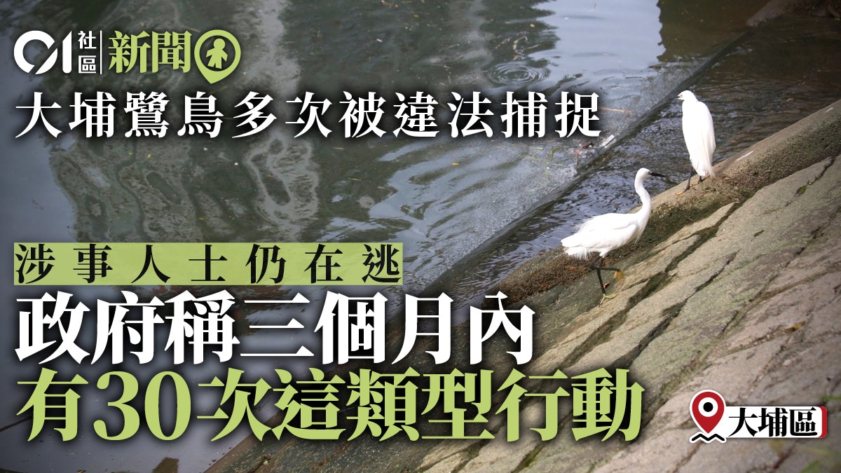 大埔鷺鳥多次被捉 漁護署稱3個月內巡邏30次 與愛協加強監察 大埔鷺鳥多次被捉 漁護署稱3個月內巡邏30次 與愛協加強監察