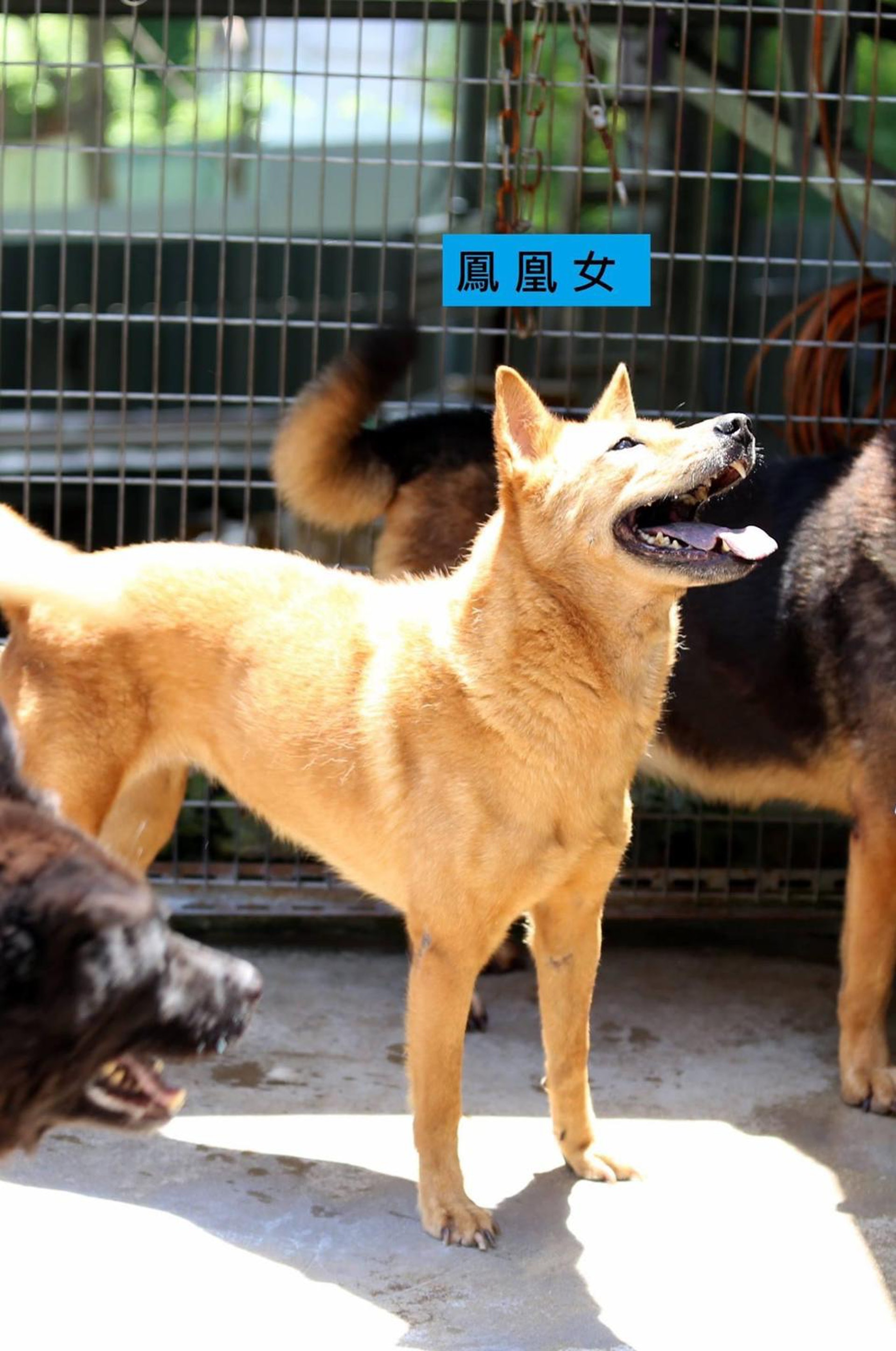 八鄉山火 歲鳳凰婆婆懷疑 嚇死 狗義工親述不怪任何人原因 香港01 寵物 八鄉山火 歲鳳凰婆婆懷疑 嚇死 狗義工親述不怪任何人原因 香港01 寵物