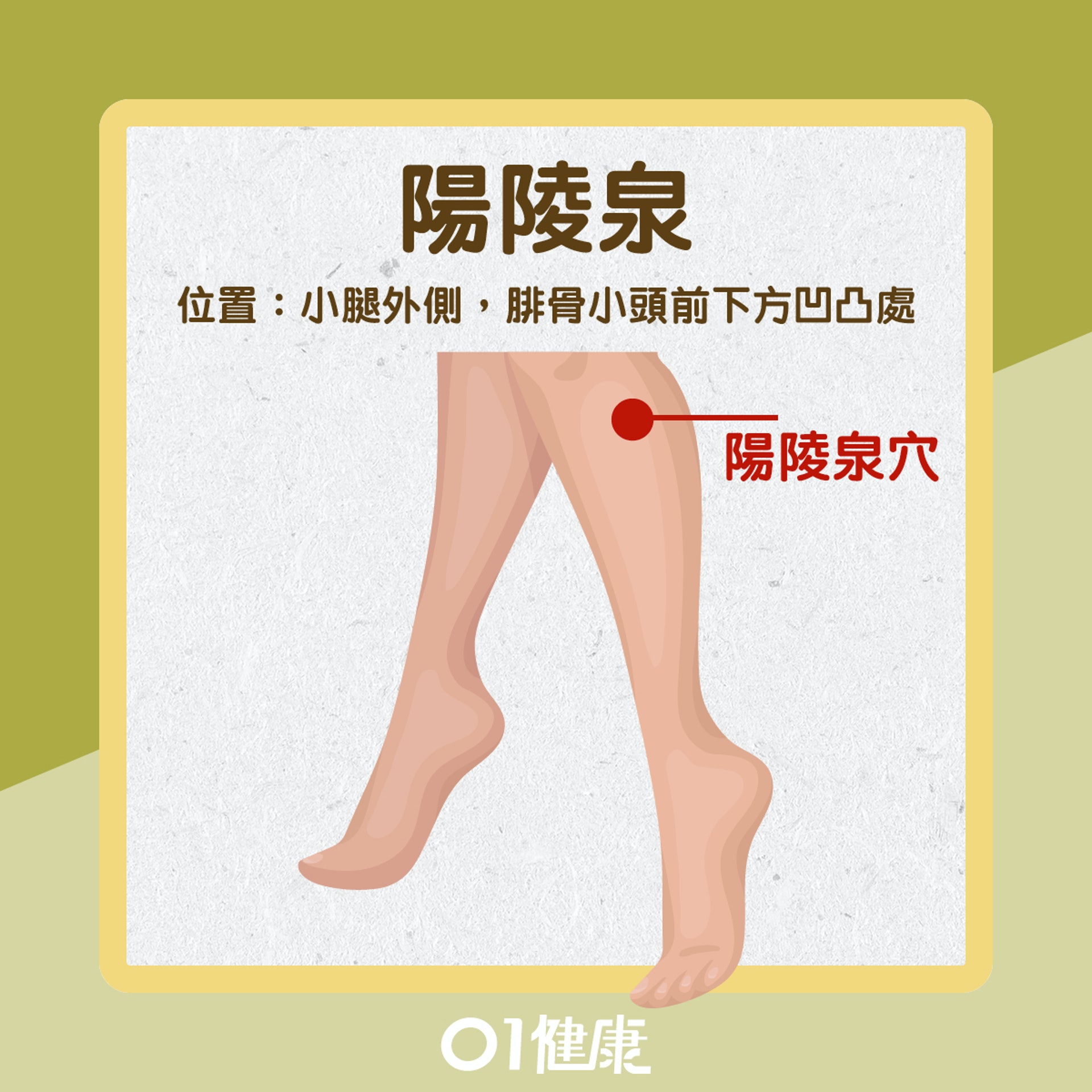 陽陵泉(01製圖) 陽陵泉(01製圖)