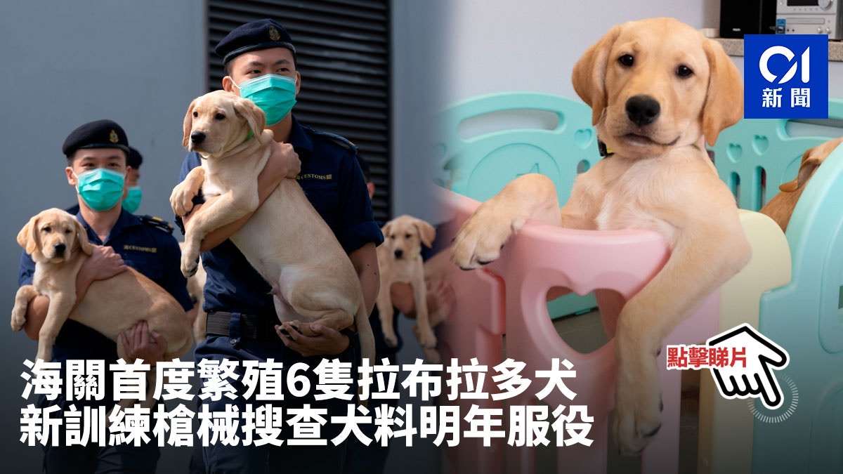 海關首度繁殖6隻拉布拉多犬新訓練槍械搜查犬料明年服役 香港01 社會新聞