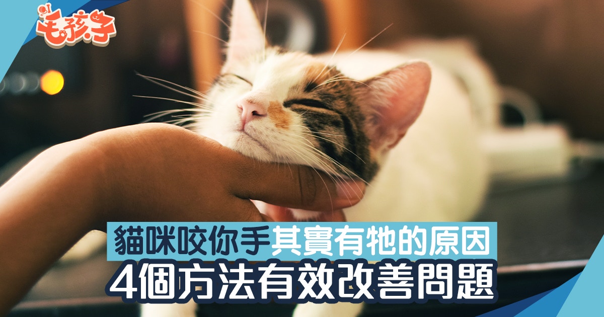 貓行為 貓為何愛咬主人手 4個方法訓練改掉咬手壞習慣 香港01 寵物