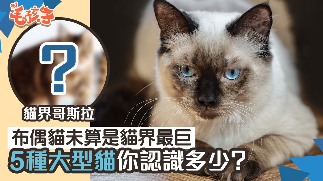 大型貓 布偶貓未算是貓界最巨5種 貓巨人 你認識多少 香港01 寵物