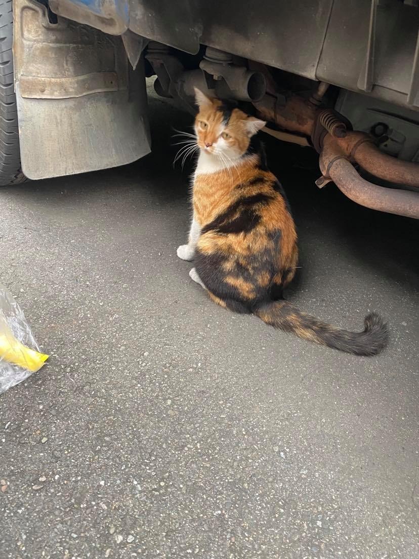 一見鍾情三色貓媽拒理家人反對收編入屋後喵臉腫3倍頸部消失 香港01 寵物