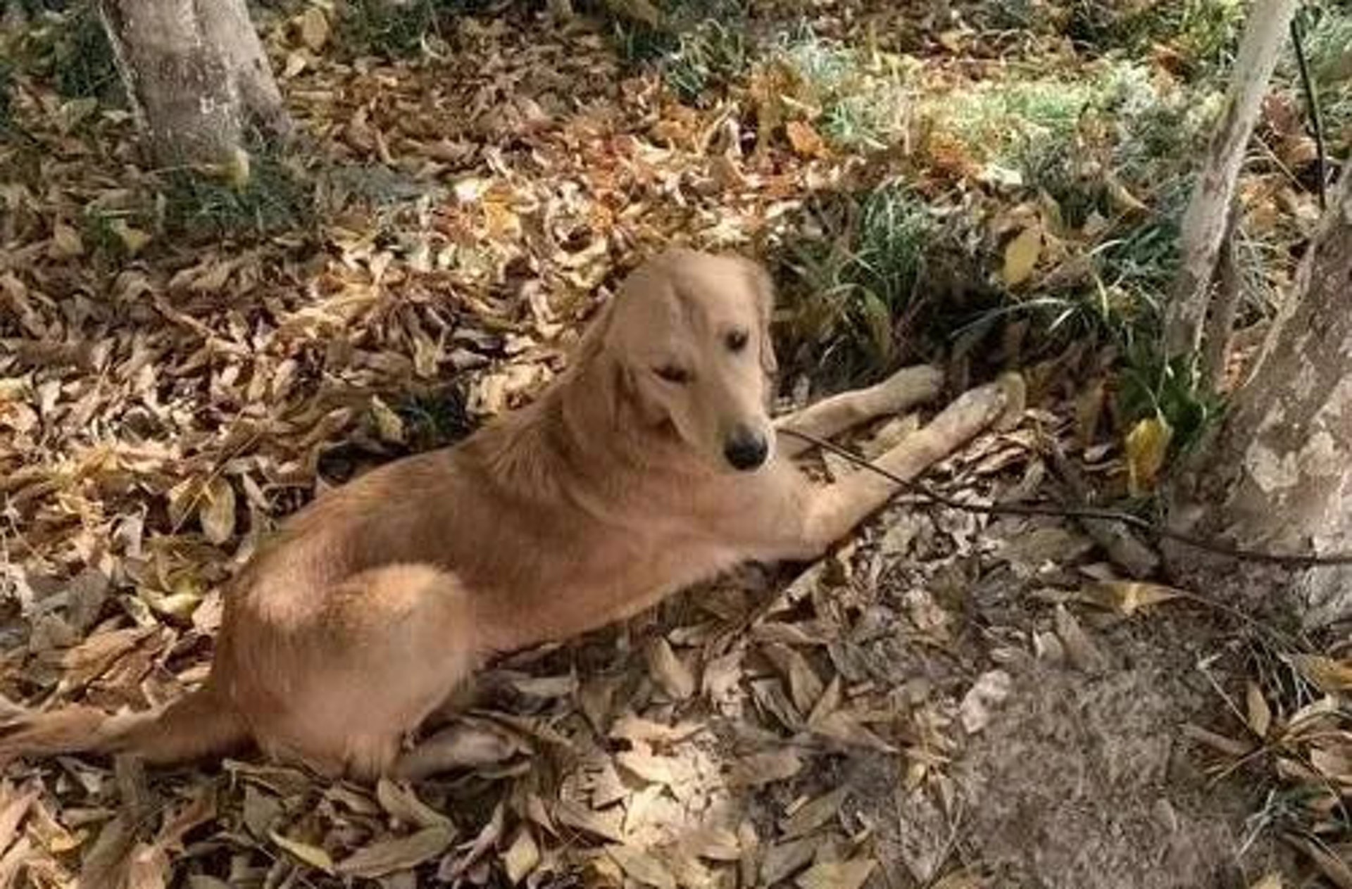 暫放朋友家金毛犬以為遭棄養竟獨自暴走100多公里回家找主人 香港01 大國小事 暫放朋友家金毛犬以為遭棄養竟獨自暴走100多公里回家找主人 香港01 大國小事