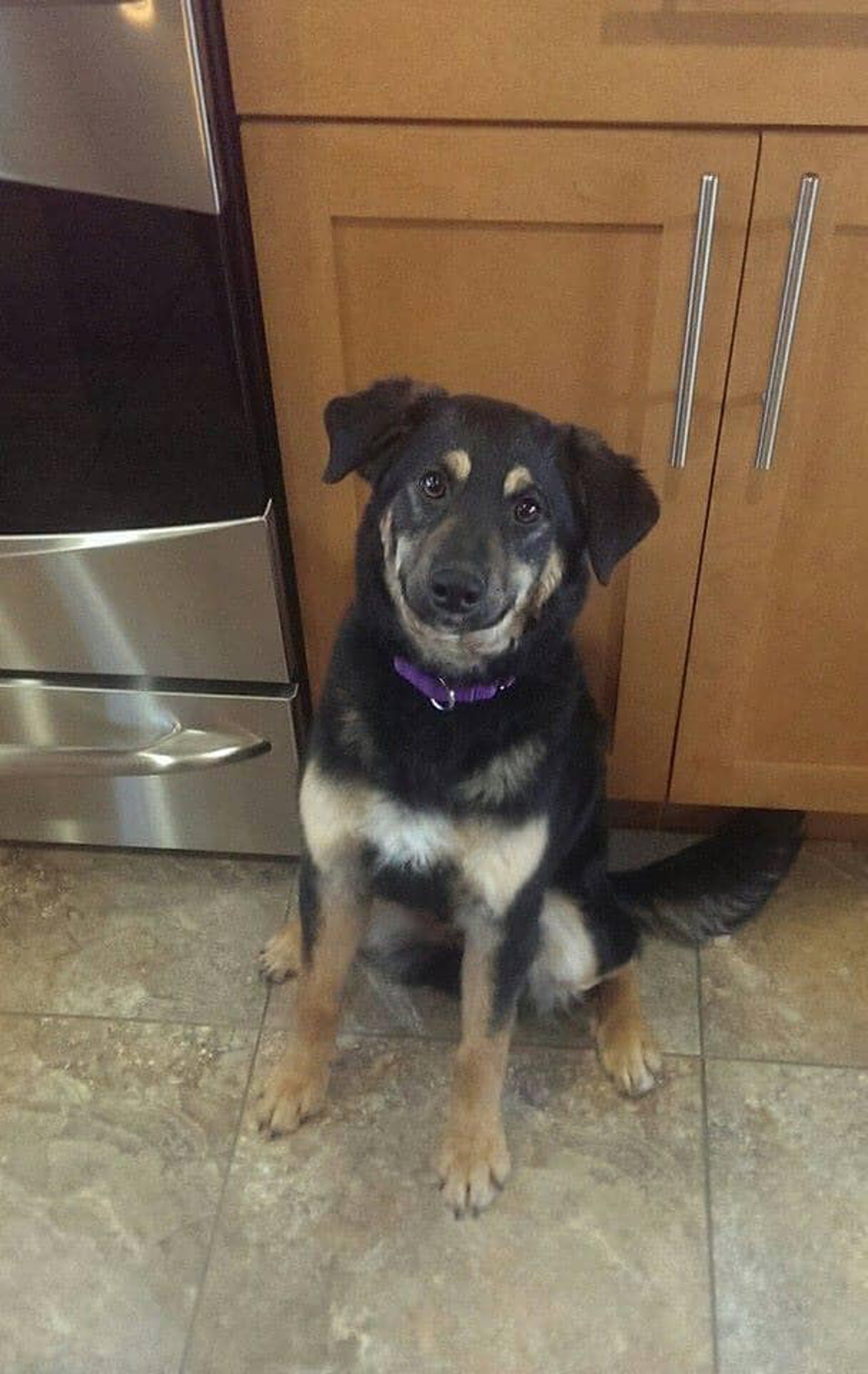 澳洲牧羊犬 狗狗長大後狂甩色3年間變大理石花紋面罩超特別 澳洲牧羊犬 狗狗長大後狂甩色3年間變大理石花紋面罩超特別