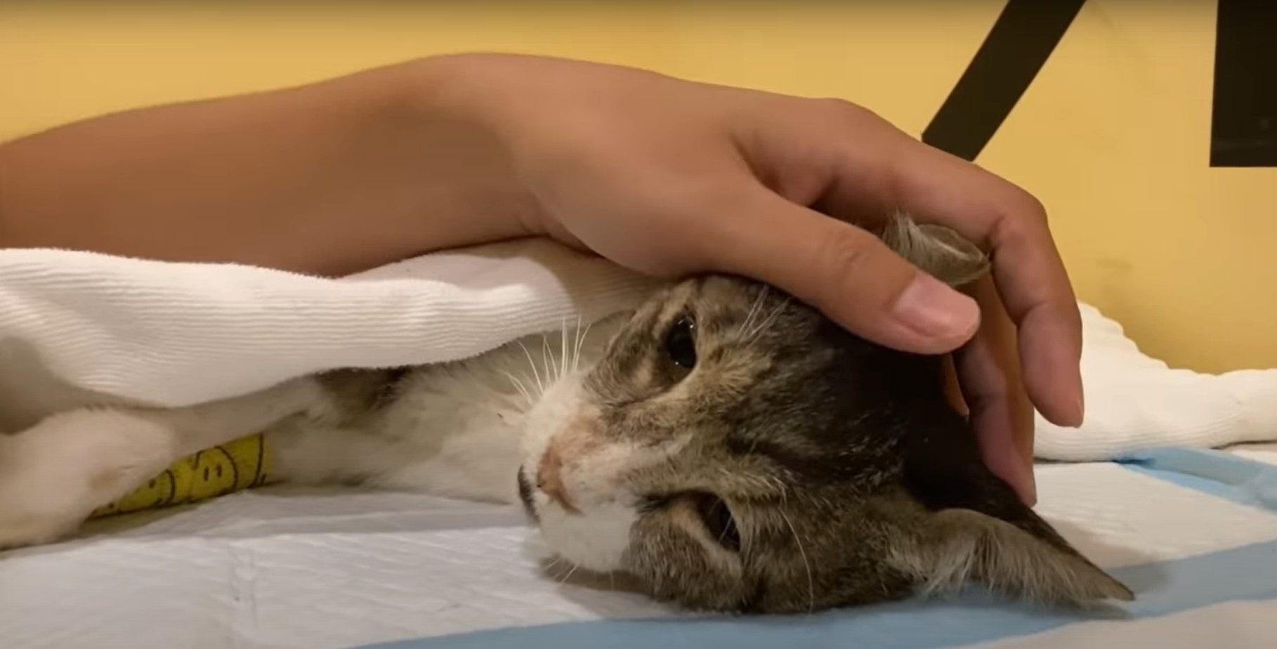 寵物善終｜唐貓腎衰竭亡爸每天對骨灰傾訴5件事證喵頭七回魂｜香港01｜寵物