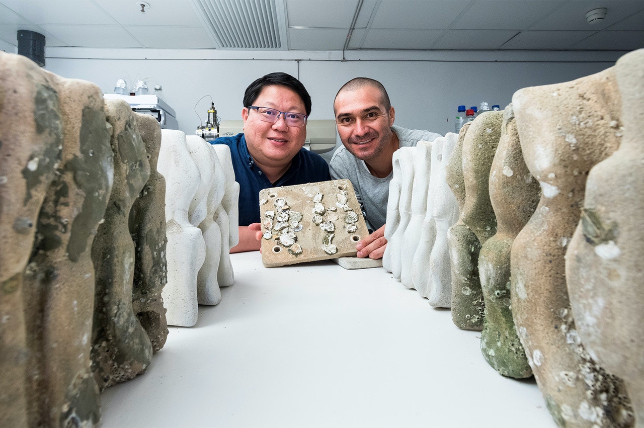 城大研究證海堤設人工生態磚可提升生物多樣性　數量最多增逾4倍