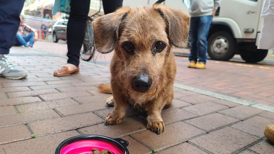 日前,毛孩守護者接獲市民求助指,佐敦廟街街頭有一隻混種小狗遊盪。(毛孩守護者facebook圖片) 日前,毛孩守護者接獲市民求助指,佐敦廟街街頭有一隻混種小狗遊盪。(毛孩守護者facebook圖片)