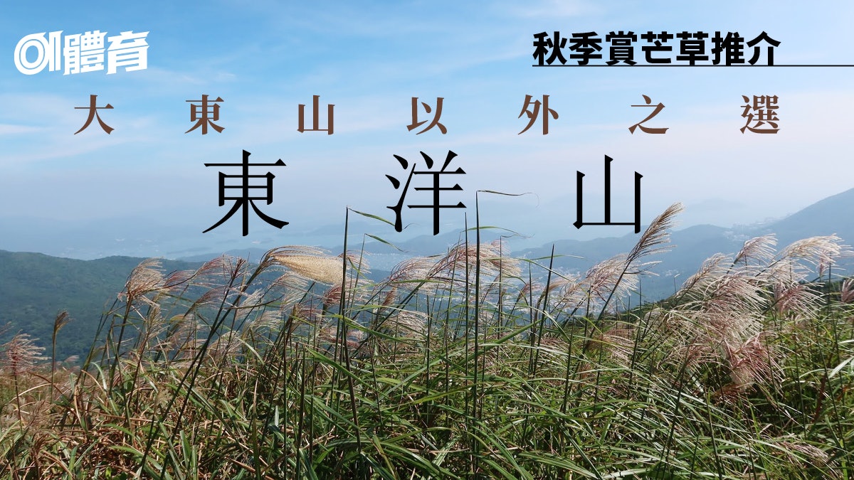 西貢行山路線|東洋山上享受芒草遍野 蠔涌起步登頂考驗體能 西貢行山路線|東洋山上享受芒草遍野 蠔涌起步登頂考驗體能