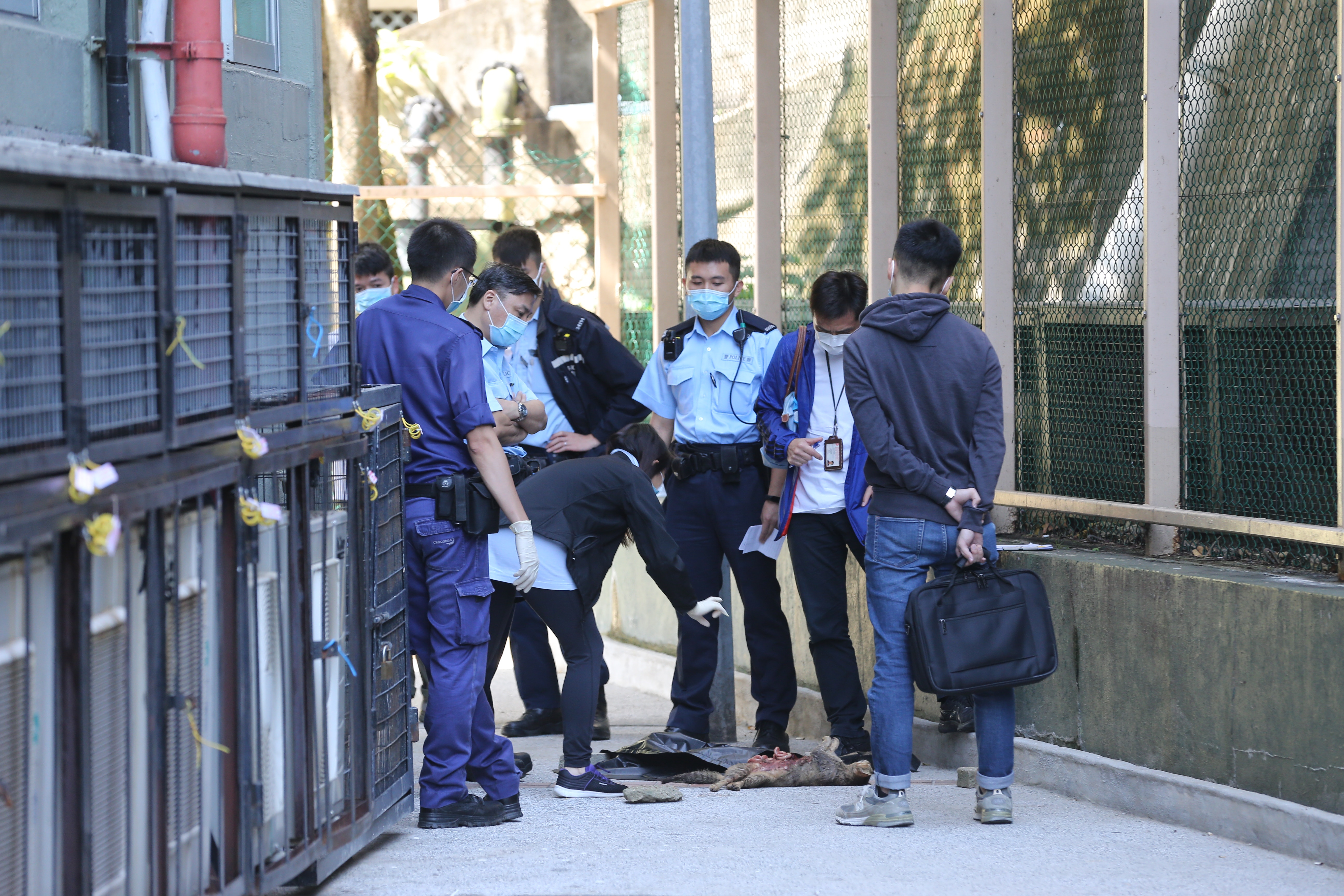 昨日(5日)葵盛西邨10座後山坡一條公眾通道,有一隻腹部被劏開的貓屍體,其腸臟溢出。(資料圖片) 昨日(5日)葵盛西邨10座後山坡一條公眾通道,有一隻腹部被劏開的貓屍體,其腸臟溢出。(資料圖片)