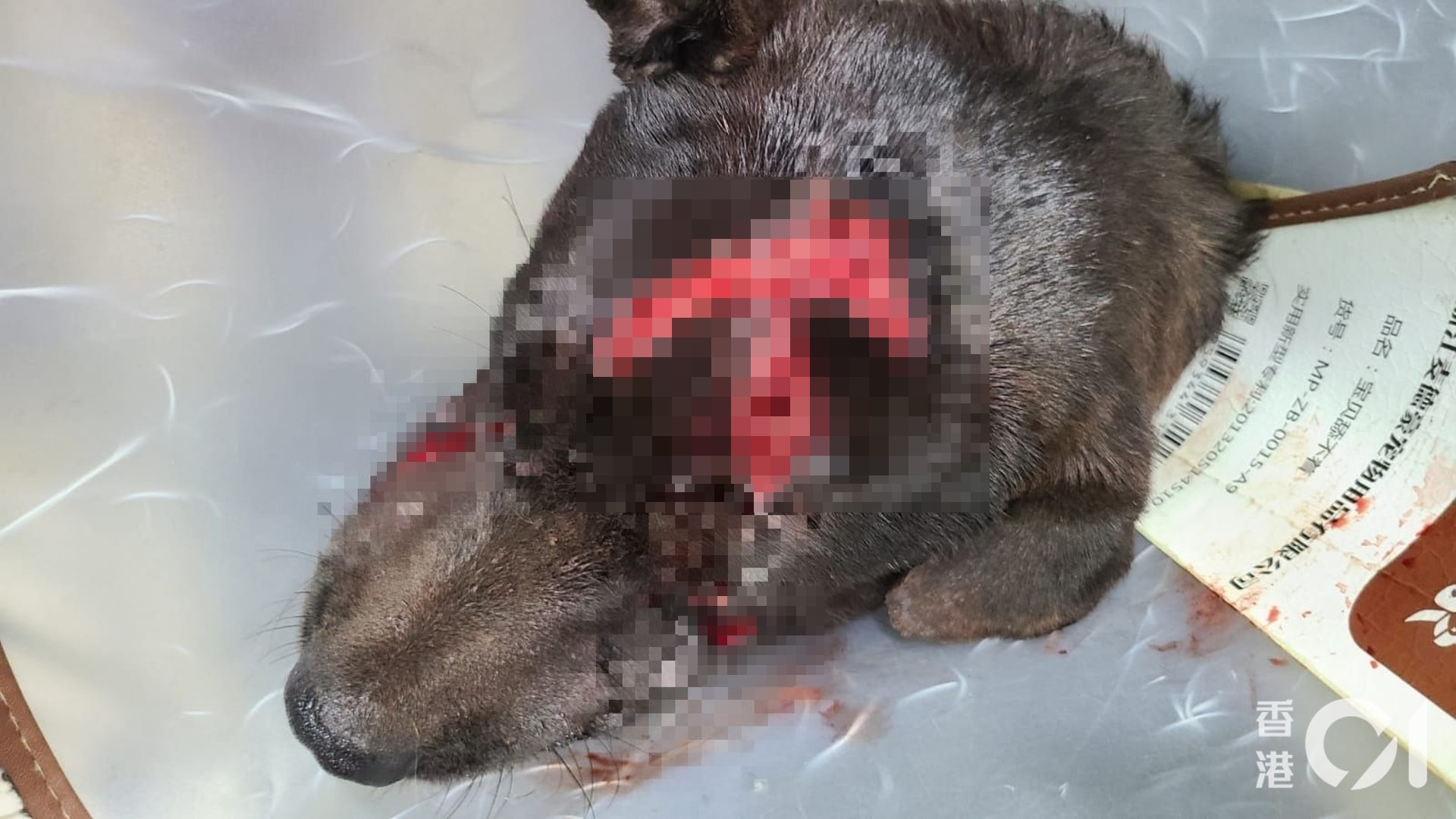 元朗一隻唐狗遭狠劈多刀,多個傷口深至見骨。(毛孩守護者提供圖片) 元朗一隻唐狗遭狠劈多刀,多個傷口深至見骨。(毛孩守護者提供圖片)