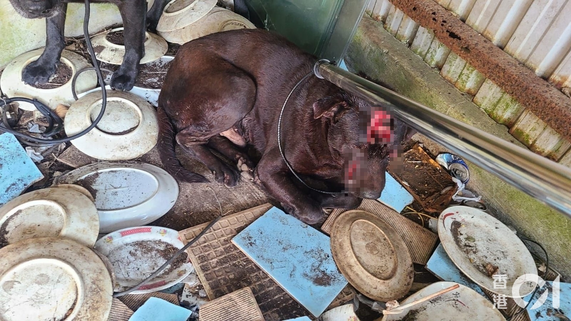 元朗一隻唐狗遭狠劈多刀,多個傷口深至見骨。(毛孩守護者提供圖片) 元朗一隻唐狗遭狠劈多刀,多個傷口深至見骨。(毛孩守護者提供圖片)