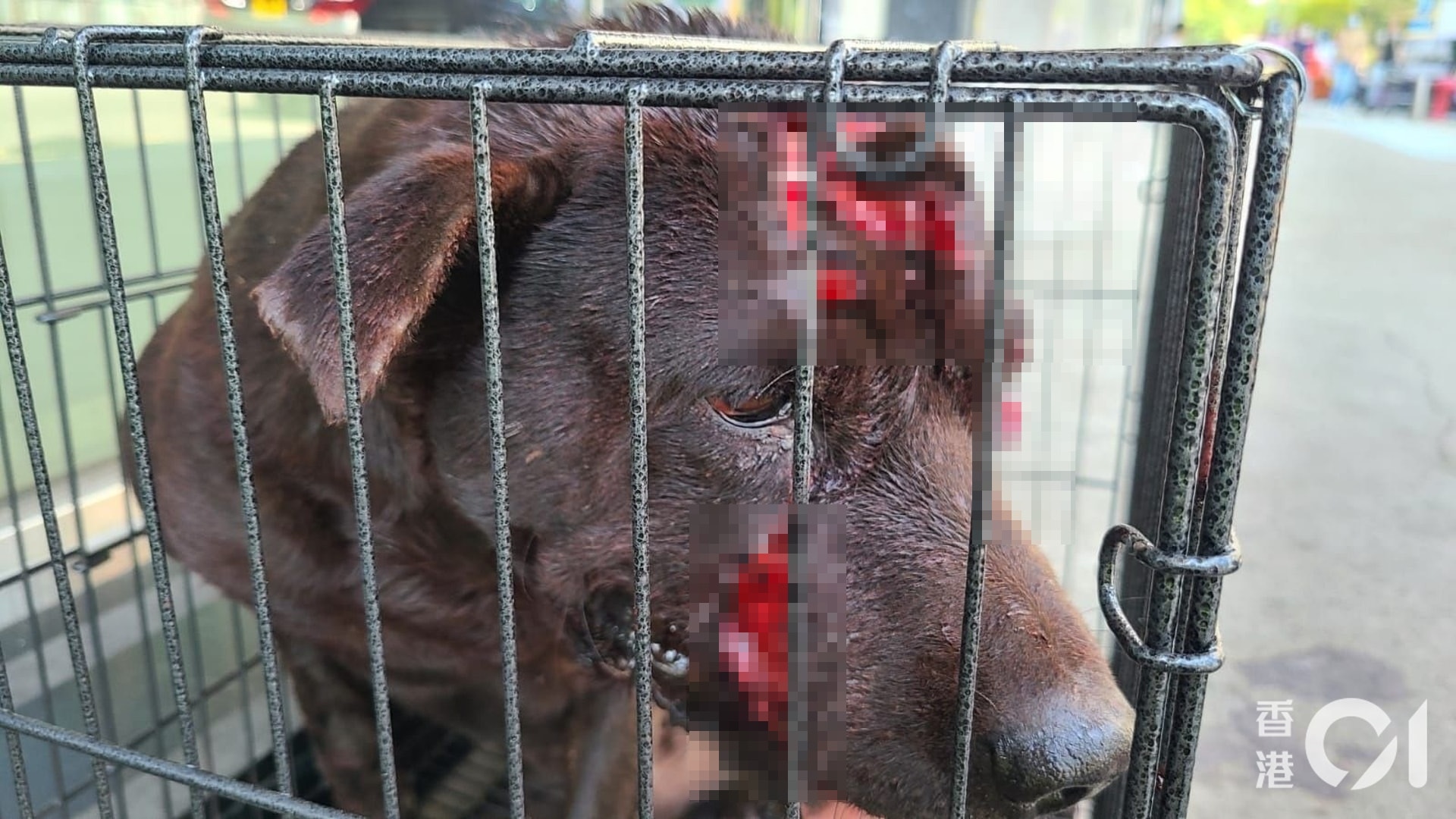 元朗一隻唐狗遭狠劈多刀,多個傷口深至見骨。(毛孩守護者提供圖片) 元朗一隻唐狗遭狠劈多刀,多個傷口深至見骨。(毛孩守護者提供圖片)