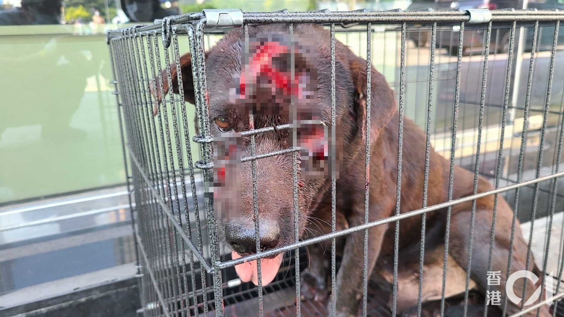 元朗一隻唐狗遭狠劈多刀,多個傷口深至見骨。(毛孩守護者提供圖片) 元朗一隻唐狗遭狠劈多刀,多個傷口深至見骨。(毛孩守護者提供圖片)