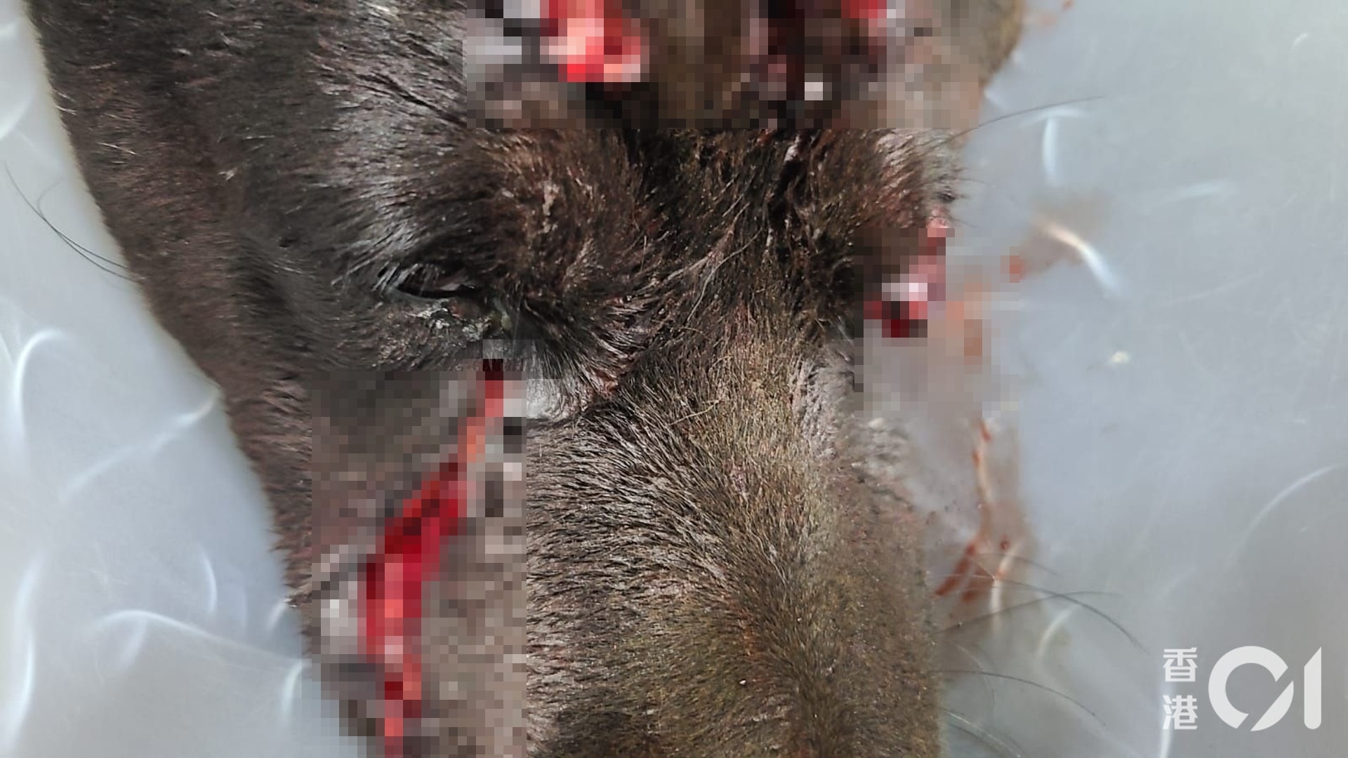 元朗一隻唐狗遭狠劈多刀,多個傷口深至見骨。(毛孩守護者提供圖片) 元朗一隻唐狗遭狠劈多刀,多個傷口深至見骨。(毛孩守護者提供圖片)