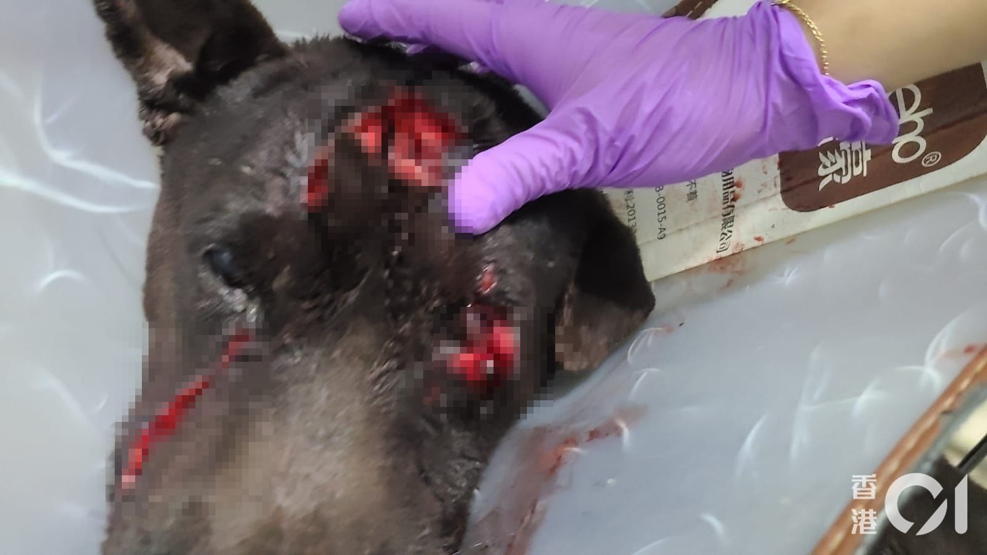 元朗一隻唐狗遭狠劈多刀,多個傷口深至見骨。(毛孩守護者提供圖片) 元朗一隻唐狗遭狠劈多刀,多個傷口深至見骨。(毛孩守護者提供圖片)