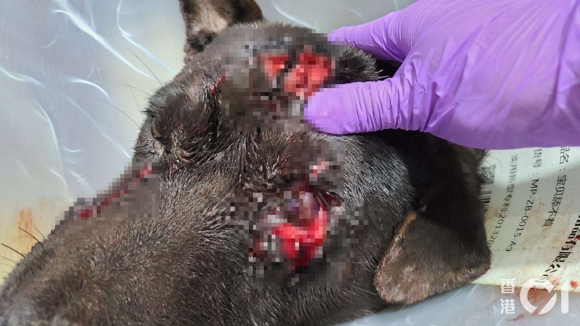 元朗一隻唐狗遭狠劈多刀,多個傷口深至見骨。(毛孩守護者提供圖片) 元朗一隻唐狗遭狠劈多刀,多個傷口深至見骨。(毛孩守護者提供圖片)