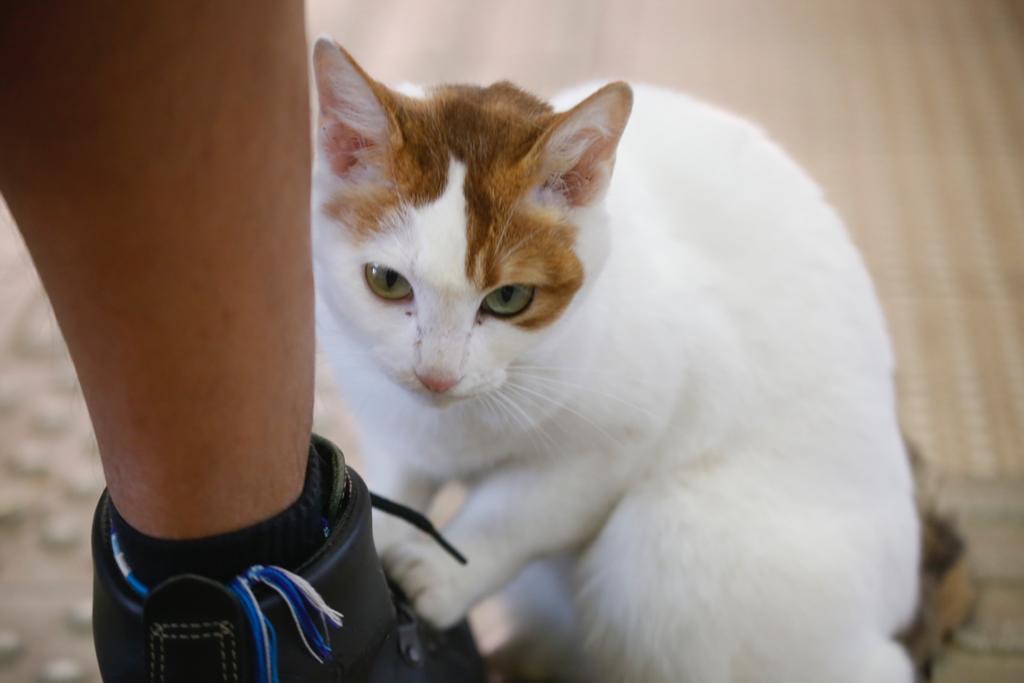 葉姐表示,蕃茄媽在菜檔生活了七年,一直都很活潑及親人。(資料圖片/倪禮碧攝) 葉姐表示,蕃茄媽在菜檔生活了七年,一直都很活潑及親人。(資料圖片/倪禮碧攝)